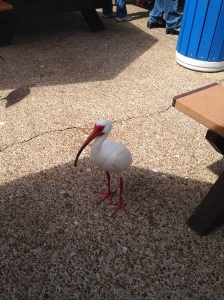 Bird waiting for a handout at lunch